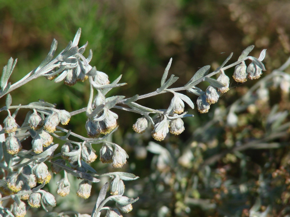 Image of Artemisia frigida specimen.