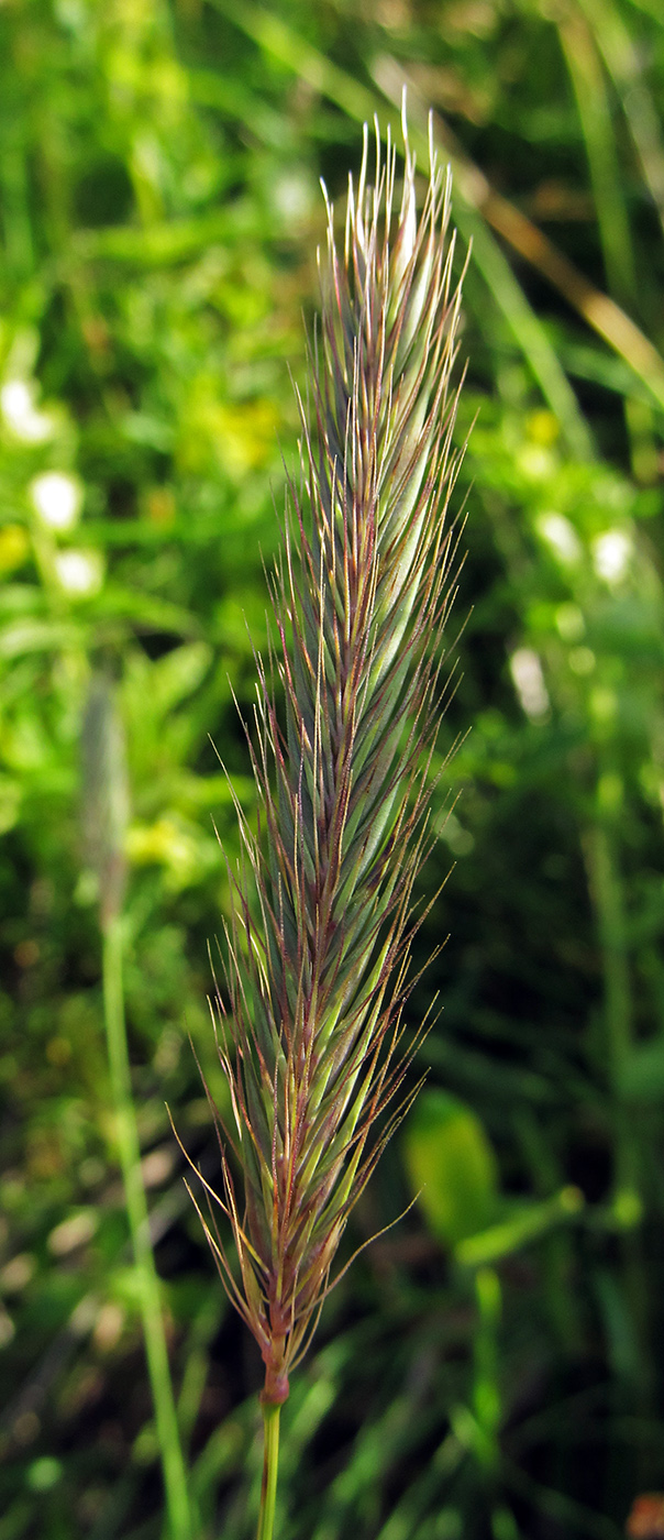 Изображение особи Hordeum brachyantherum.