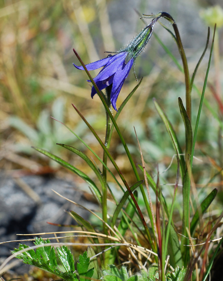 Image of Campanula uniflora specimen.