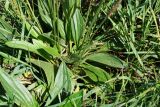 Plantago urvillei. Нижняя часть цветущего растения. Восточный Казахстан, г. Усть-Каменогорск, правый берег р. Иртыш, луг. 04.07.2017.
