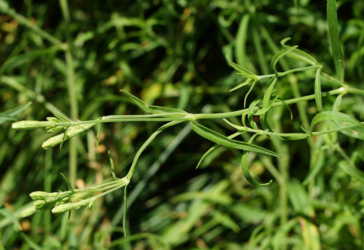 Image of Silene amoena specimen.