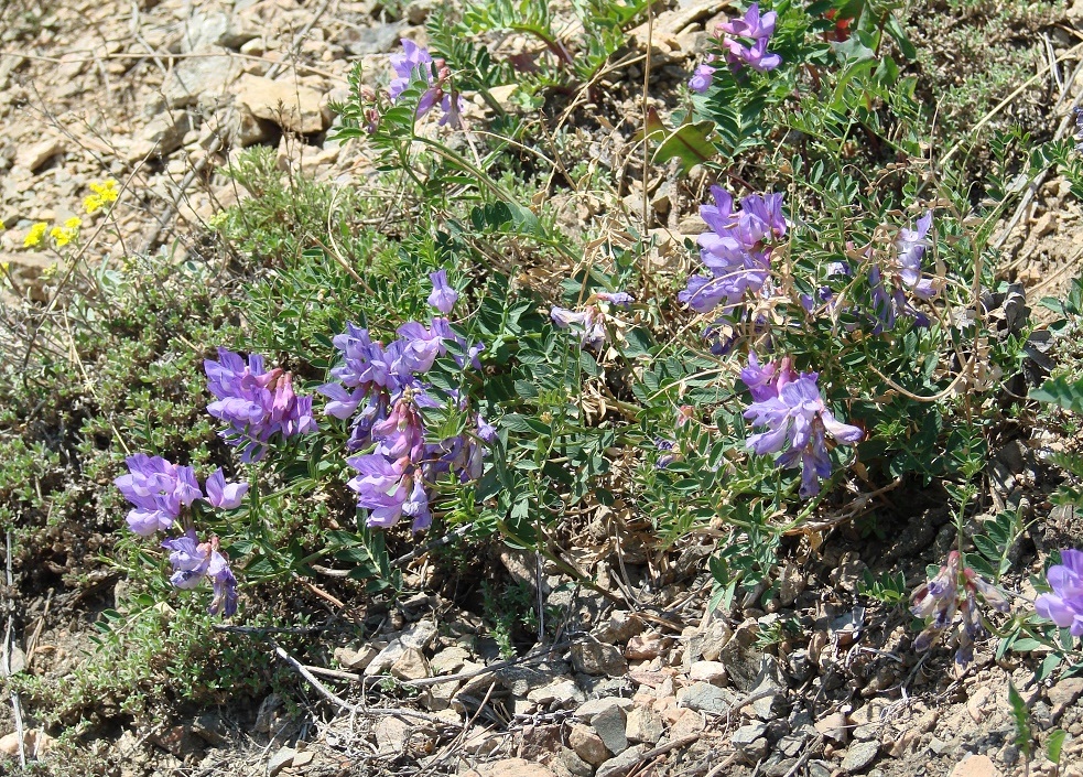 Image of Vicia olchonensis specimen.