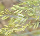 genus Festuca