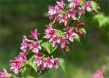 Weigela japonica. Часть веточки с цветками. Грузия, Аджария, с. Мцване-Концхи, Батумский бот. сад, в культуре. 09.05.2017.