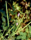Epilobium parviflorum