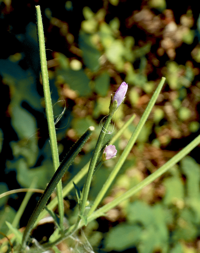 Image of Epilobium parviflorum specimen.