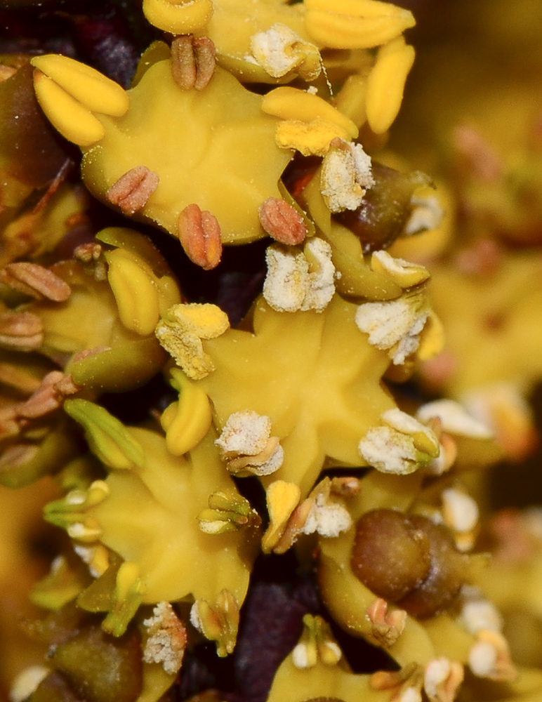 Image of Chamaerops humilis specimen.