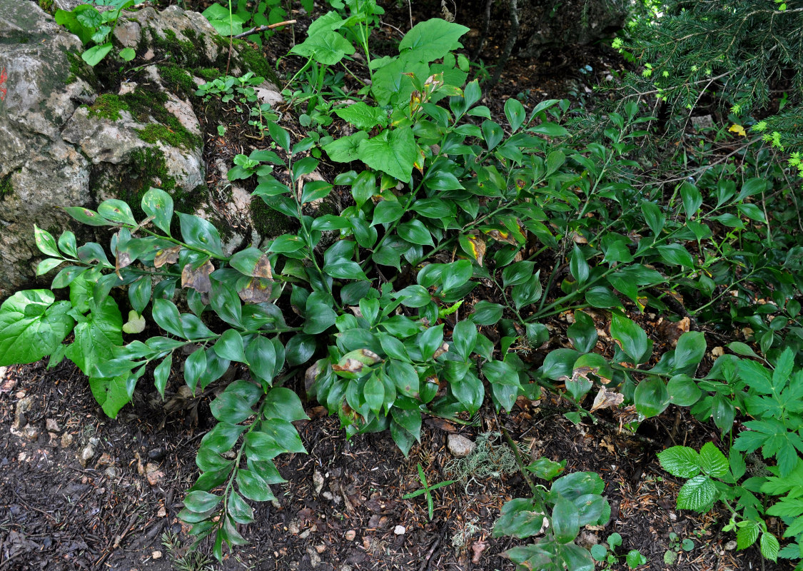 Image of Ruscus colchicus specimen.