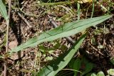 Hieracium linifolium. Часть стебля со средним стеблевым листом. Санкт-Петербург, Пушкинский р-н, Павловский парк, край Тярлевской просеки. 19.08.2016.