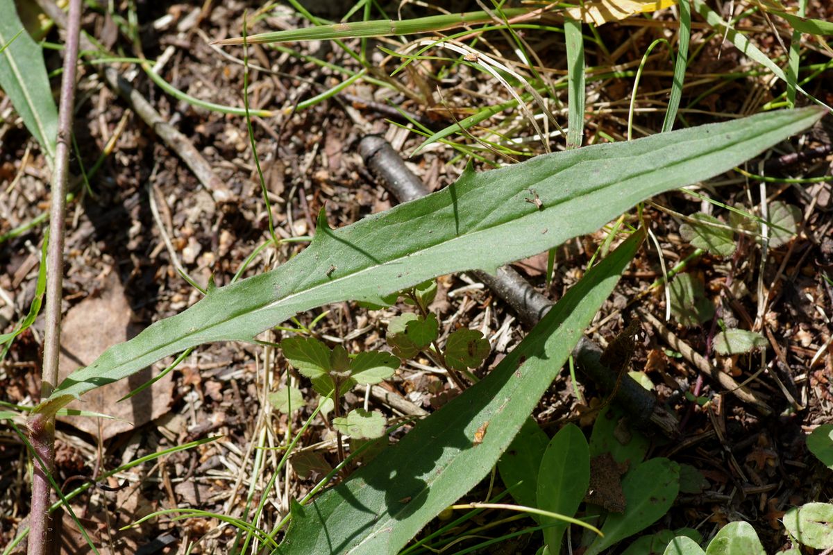 Image of Hieracium linifolium specimen.
