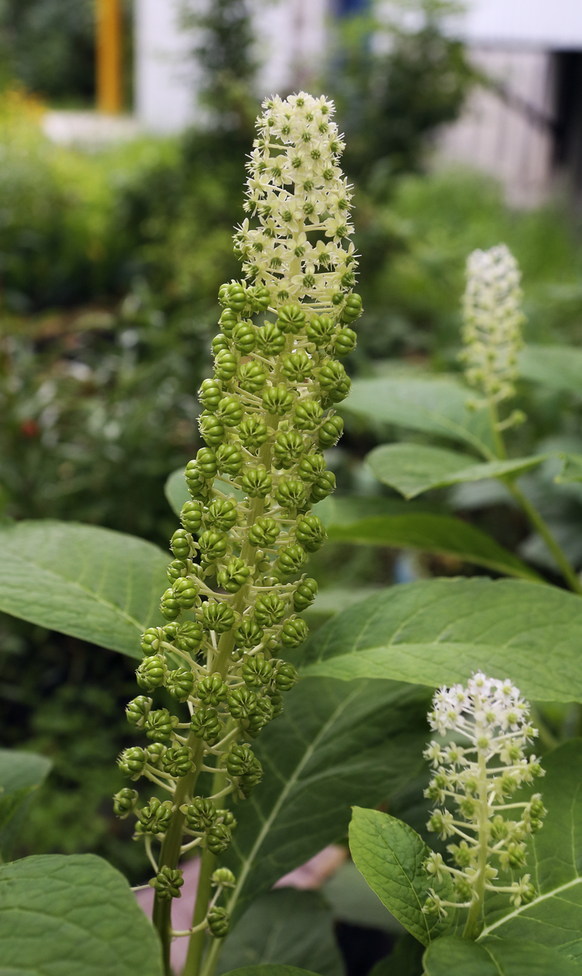 Изображение особи Phytolacca acinosa.