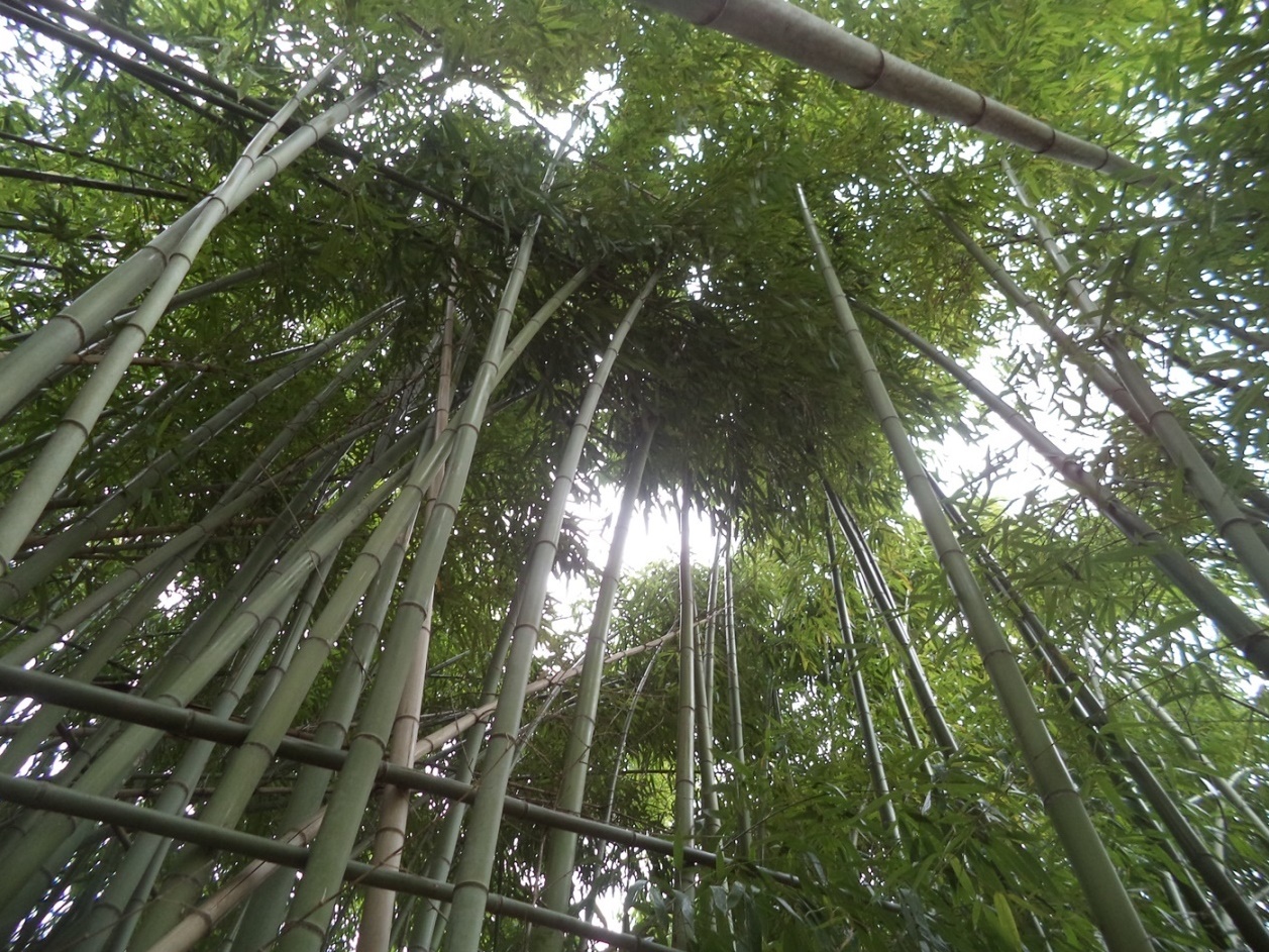 Image of genus Phyllostachys specimen.