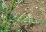 Pyrethrum coccineum. Лист (культивар). Крым, Симферополь, ботсад университета. 18 мая 2010 г.