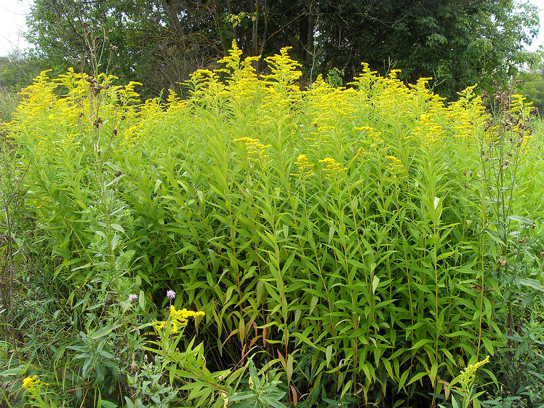 Image of Solidago gigantea specimen.