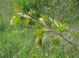 Populus tremula. Верхушка ветви с молодым побегом. Краснодарский край, Абинский р-н, юж. окр. ст. Холмская, опушка леса. 24.04.2018.