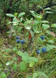 Vaccinium uliginosum. Плодоносящее растение. Якутия, Мирнинский р-н, окр. пос. Светлый, р-н \"картофельного поля\". 09.08.2009.