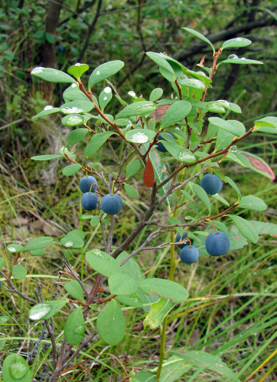 Image of Vaccinium uliginosum specimen.