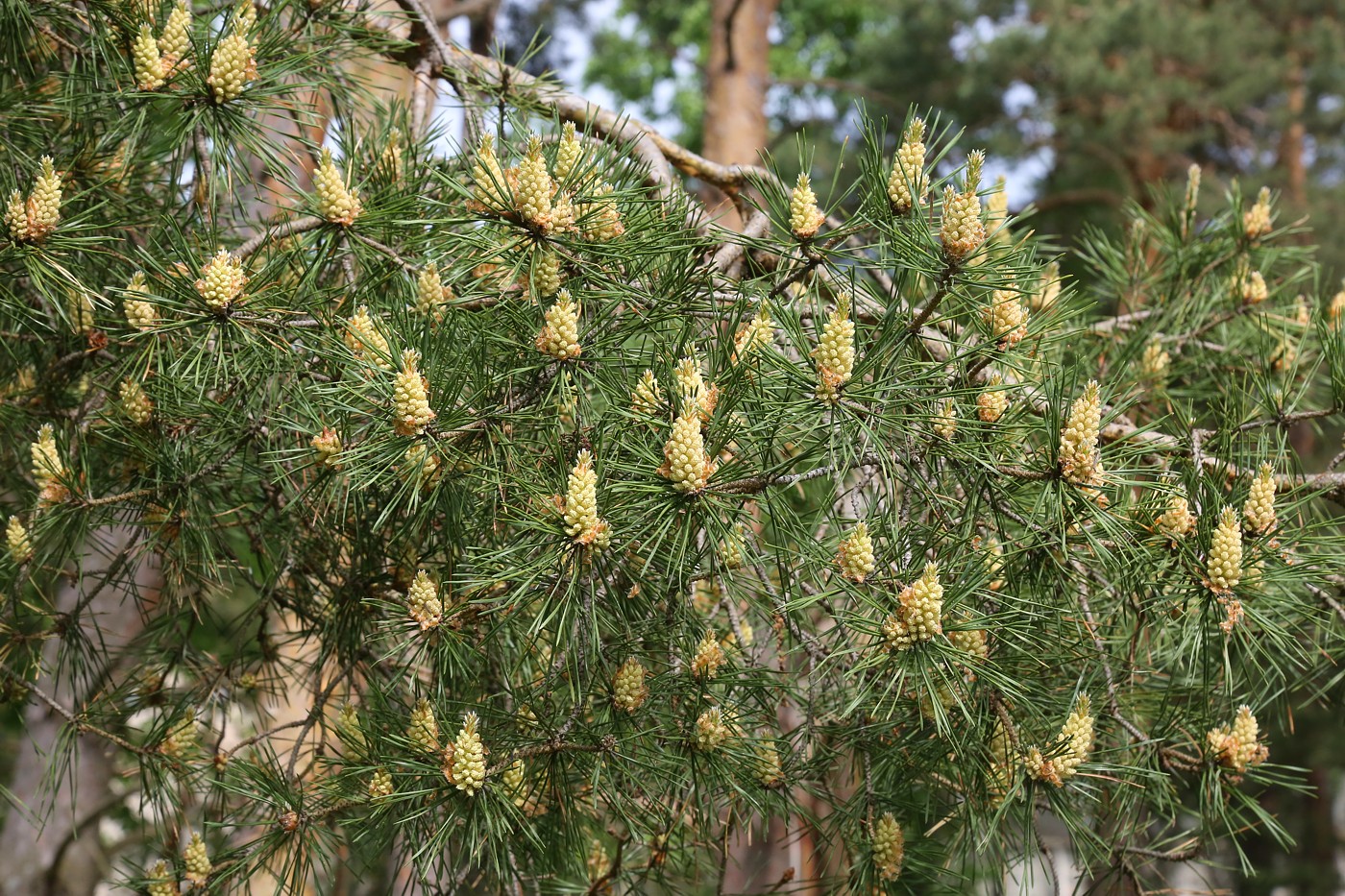 Изображение особи Pinus sylvestris.