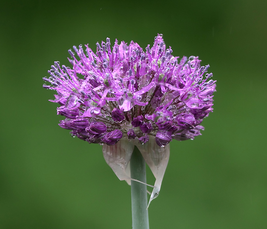 Image of genus Allium specimen.