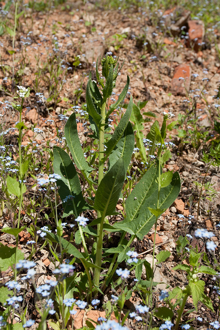Image of Bunias orientalis specimen.