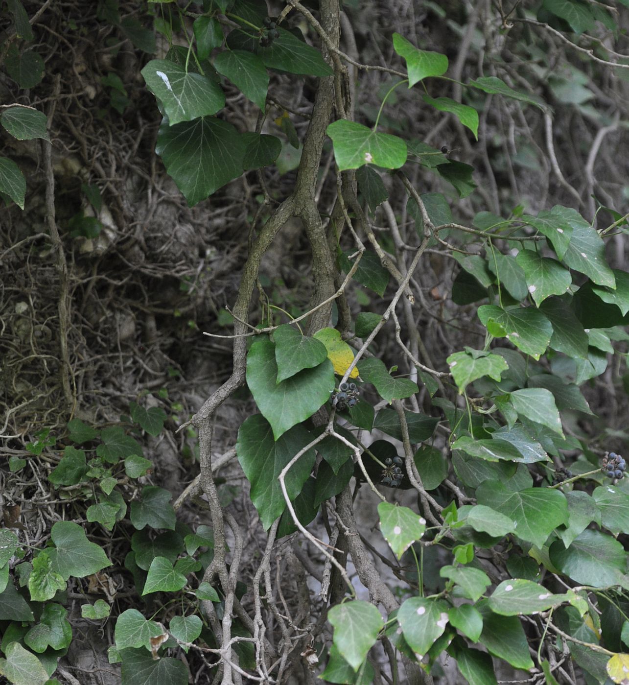 Image of genus Hedera specimen.