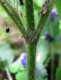 Salvia pratensis. Нижняя часть стебля с характерным для вида опушением. Украина, Киевская обл., Вышгородский р-н, севернее с. Лебедевка, сосновый лес за дренажным каналом. 23 мая 2010 г.