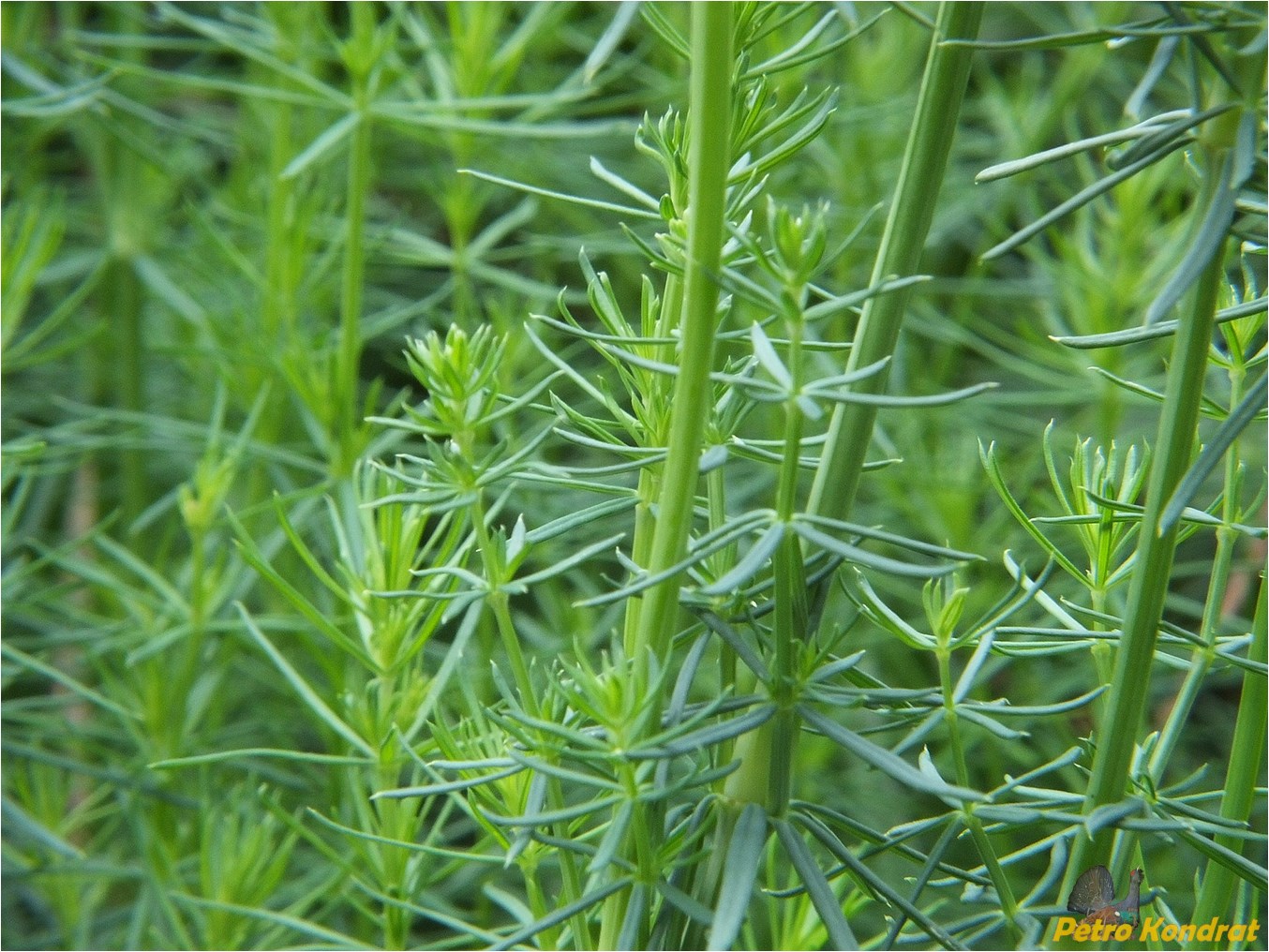 Image of genus Galium specimen.