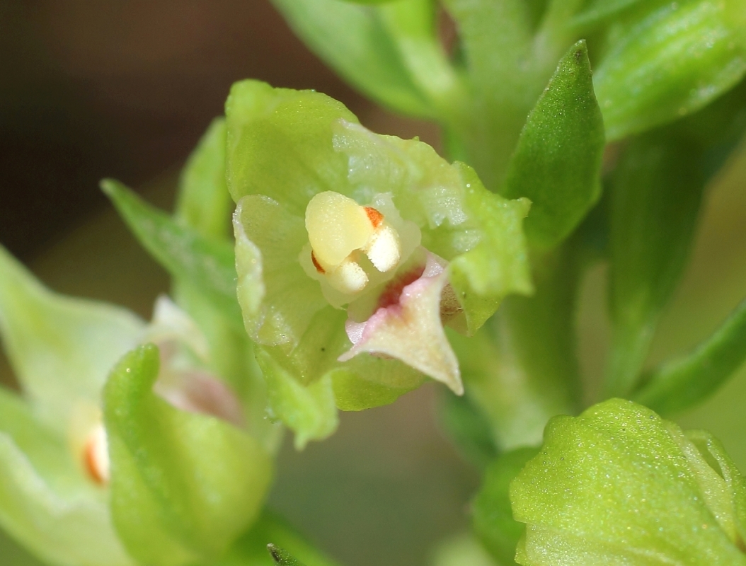 Изображение особи Epipactis muelleri.