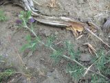 Medicago caerulea subspecies semicoerulea. Верхушка веточки с соцветиями. Дагестан, Кумторкалинский р-н, хр. Нарат-Тюбе, склон. 10.05.2018.