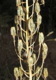 Ornithogalum arcuatum. Часть соплодия. Крым, окр. Феодосии, ур. Кизилташ, дно лесной балки с ручьем. 29 июня 2018 г.