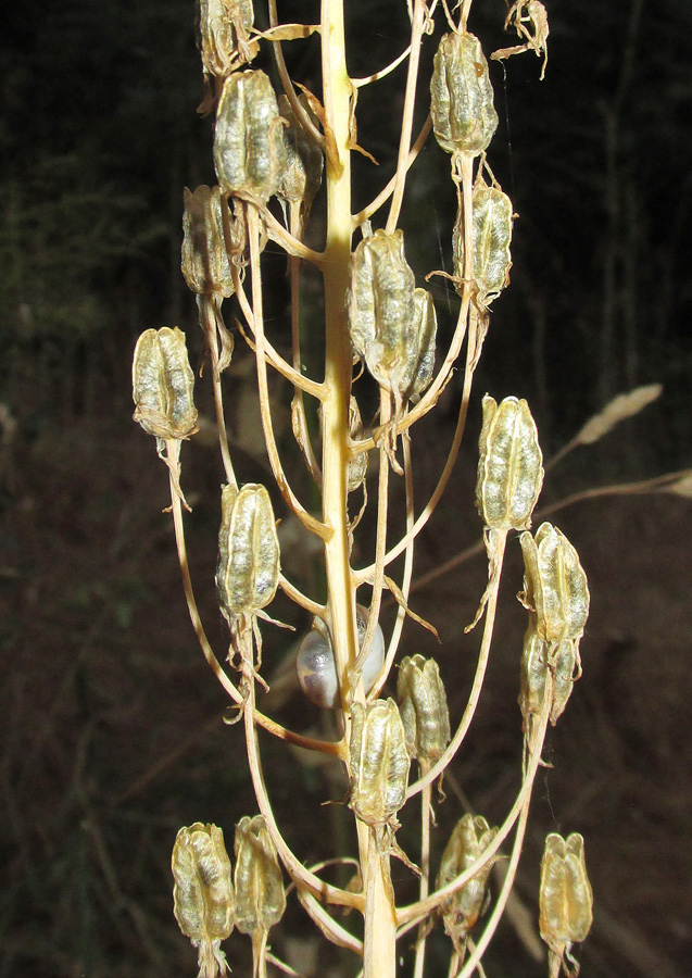 Image of Ornithogalum arcuatum specimen.