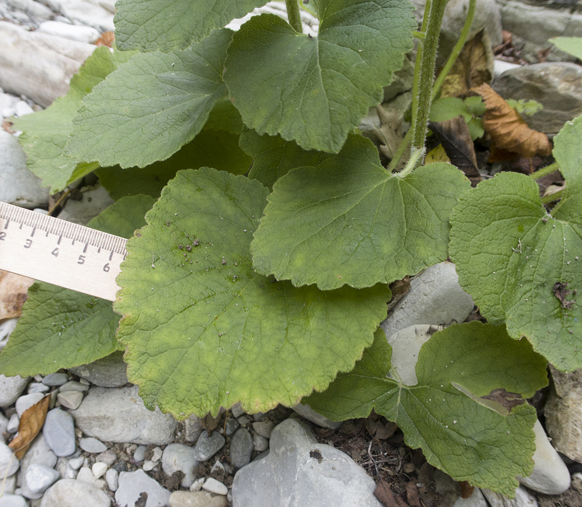 Image of Campanula alliariifolia specimen.