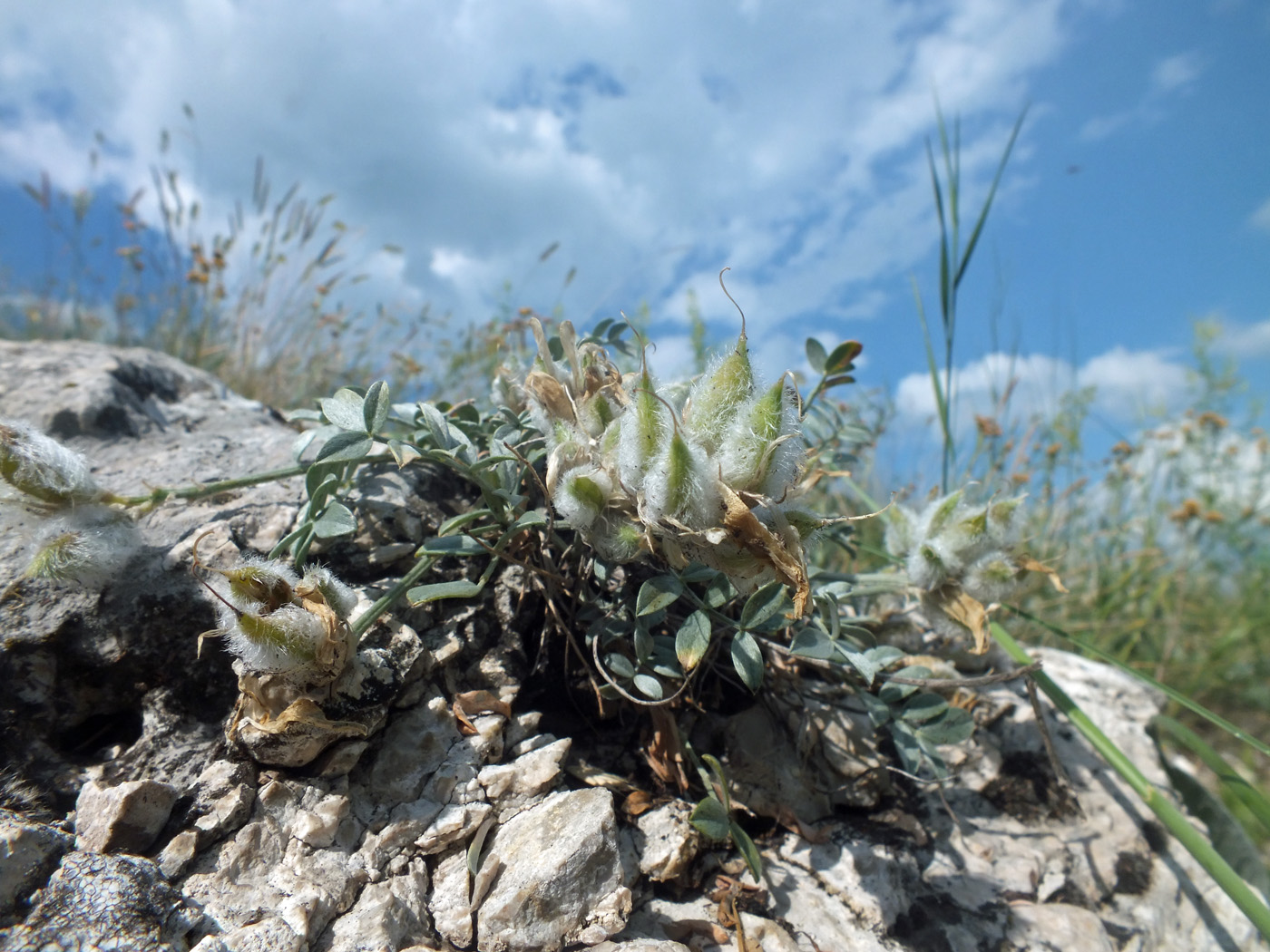 Image of Astragalus helmii specimen.