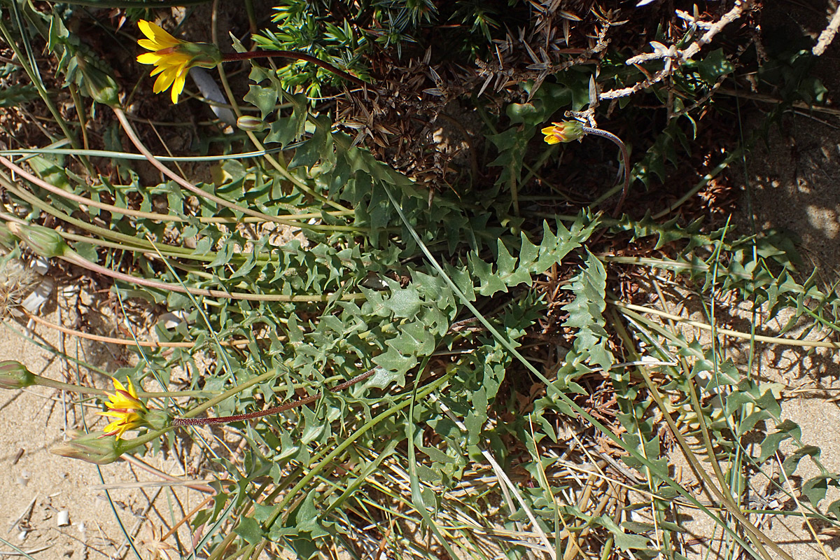 Изображение особи Hyoseris lucida.