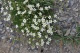 Minuartia oreina