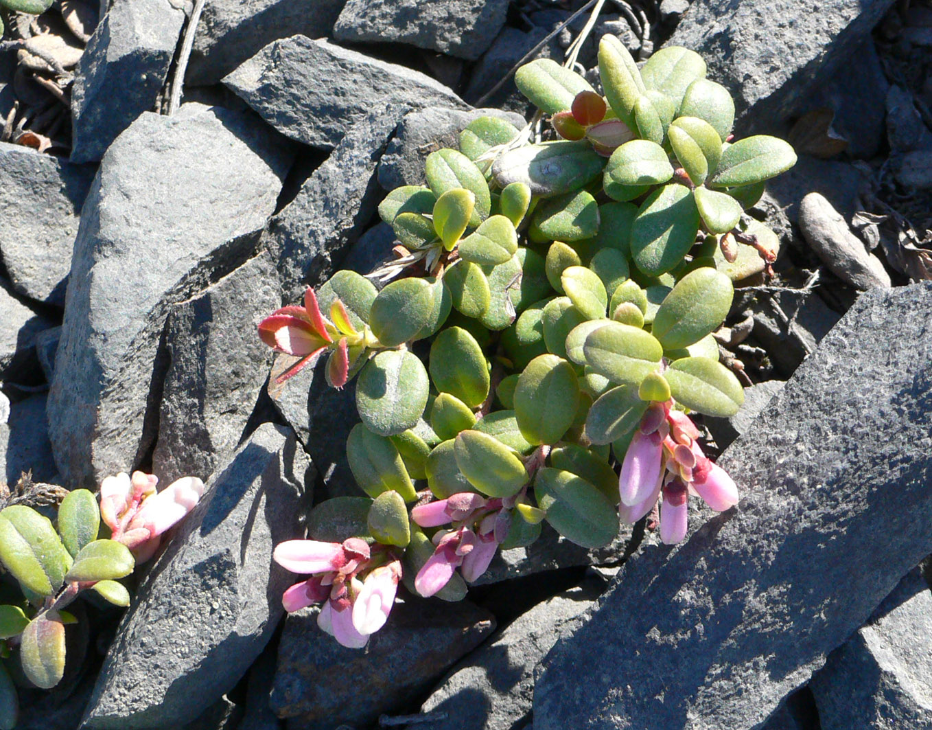 Image of Vaccinium vitis-idaea var. minus specimen.