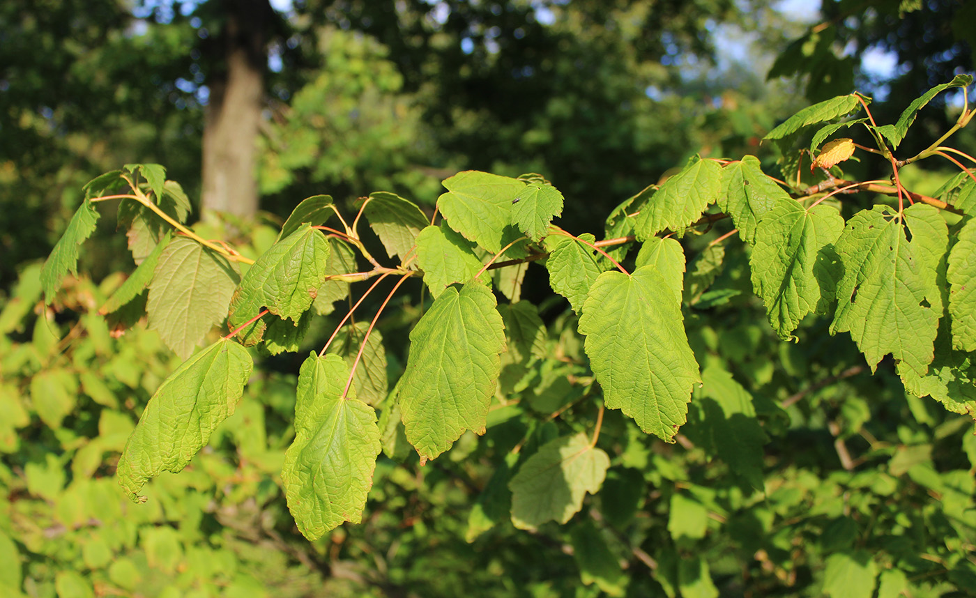 Изображение особи Acer spicatum.