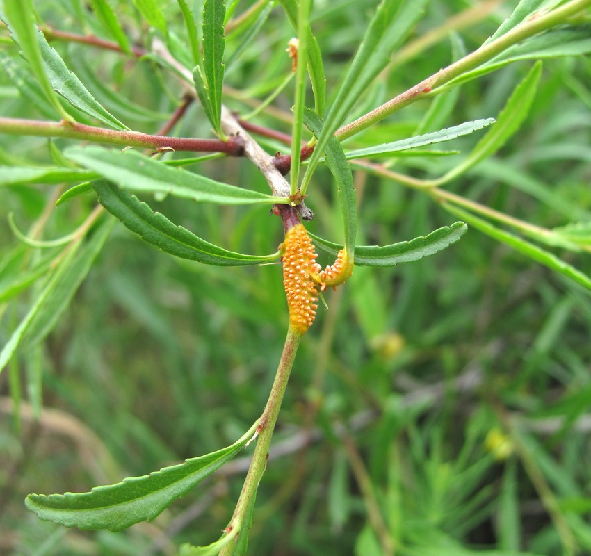 Image of Rhamnus erythroxyloides specimen.