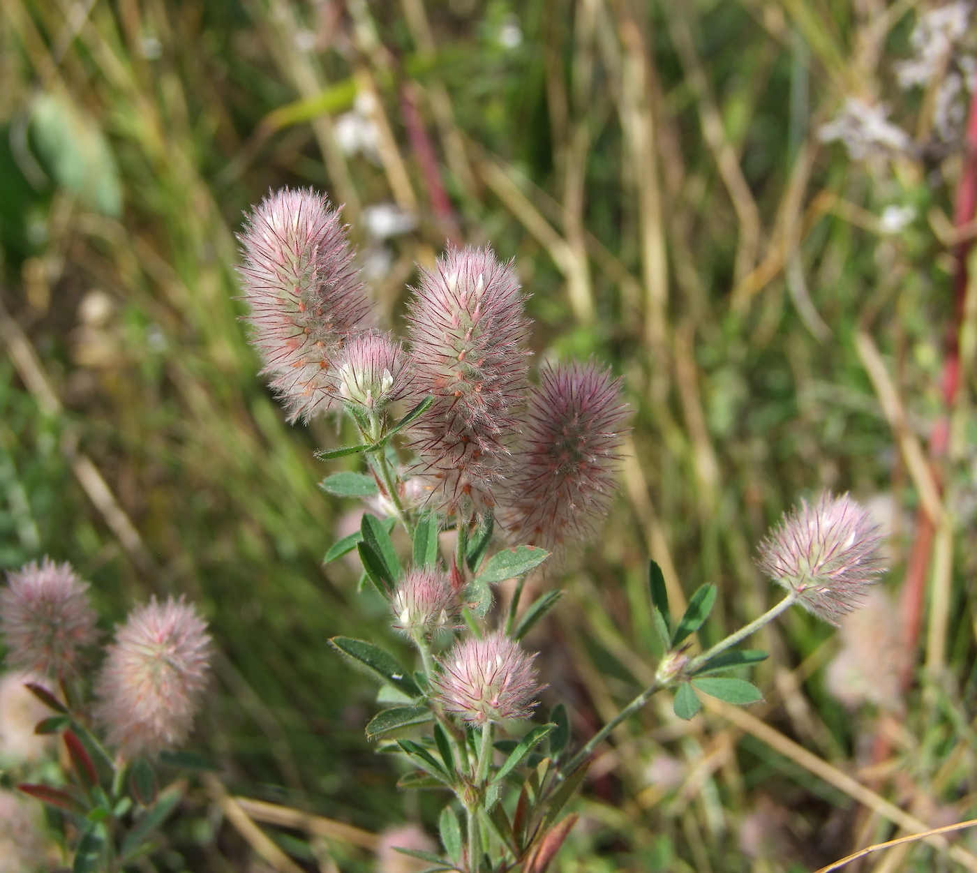 Изображение особи Trifolium arvense.