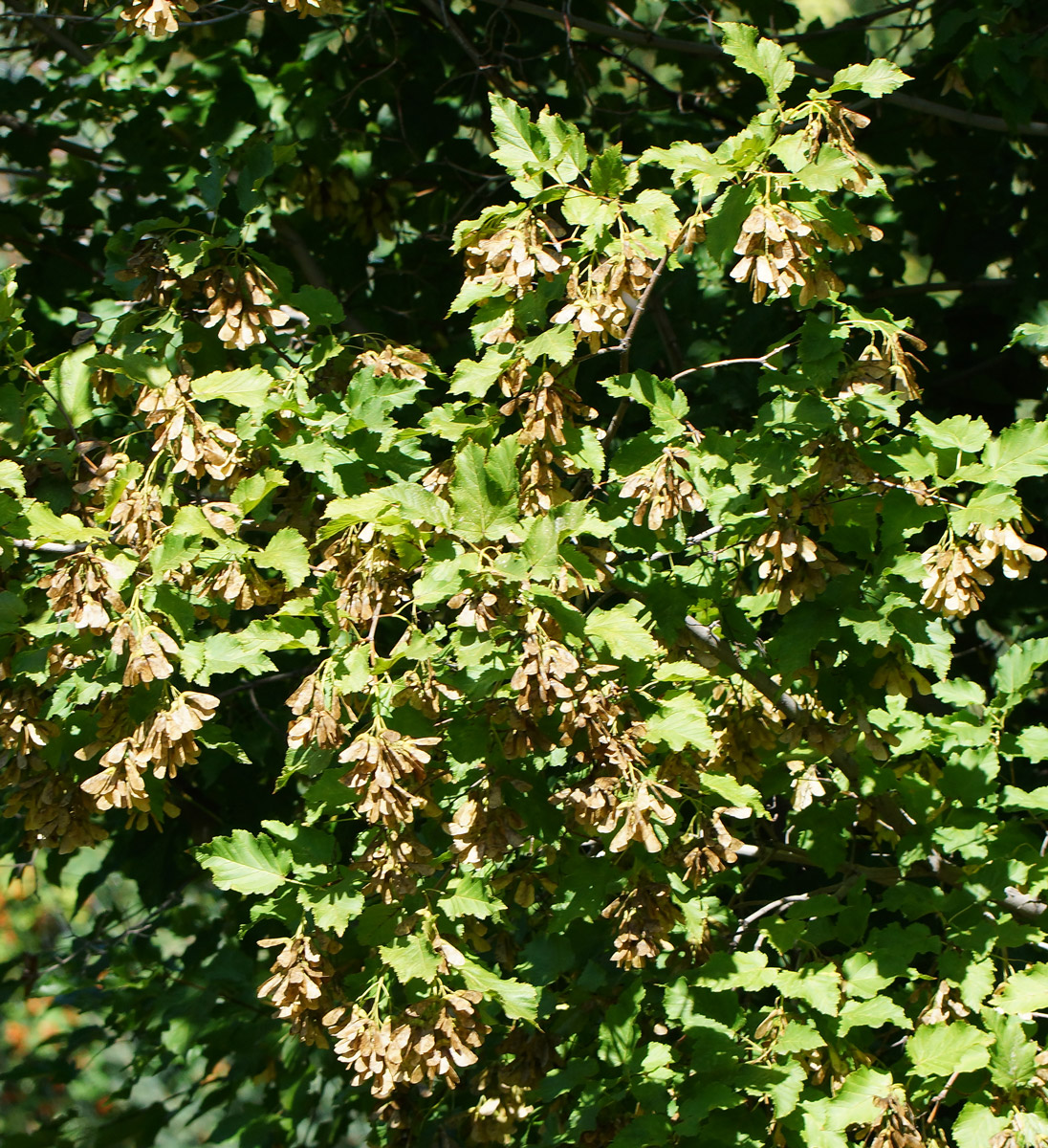 Image of Acer tataricum specimen.