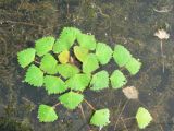 Trapa japonica