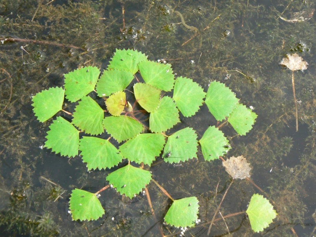 Image of Trapa japonica specimen.
