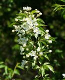 genus Malus. Верхушка цветущей веточки. Казахстан, Восточно-Казахстанская обл., г. Усть-Каменогорск, восточные окр., Лесхоз, склон сопки вблизи оврага. 22.05.2018.