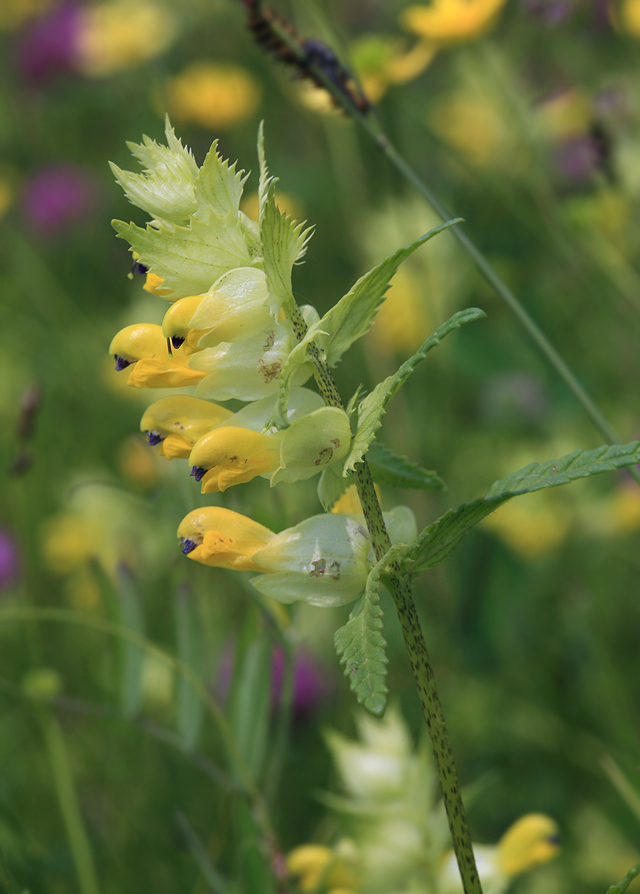 Изображение особи Rhinanthus vernalis.