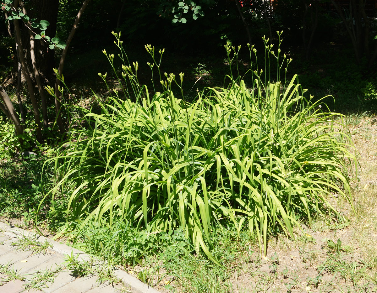 Image of Hemerocallis fulva specimen.