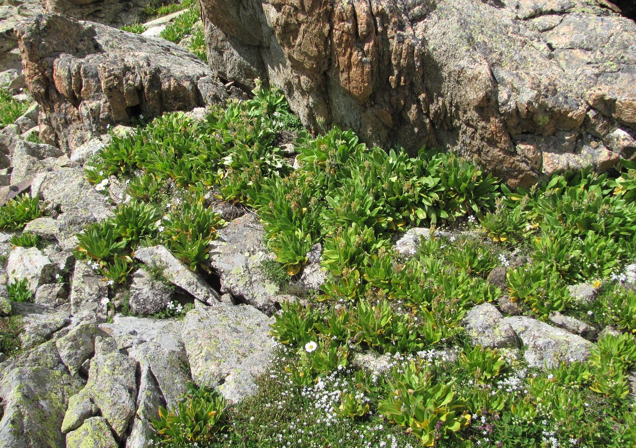 Изображение особи Primula bayernii.