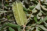 Banksia integrifolia