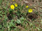 род Ranunculus