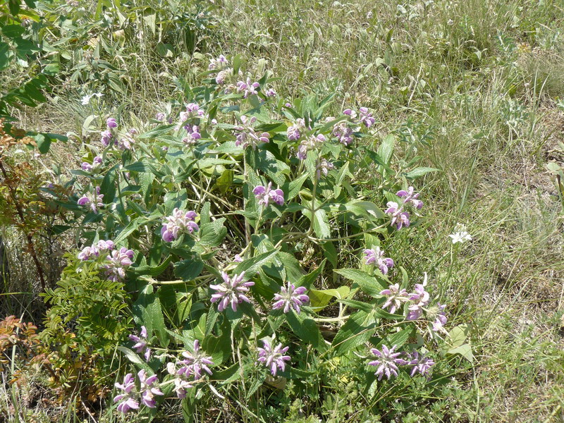 Image of Phlomis taurica specimen.