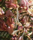 Cytisus &times; praecox